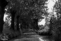 Marais Poitevin 1999.jpg